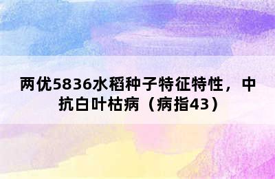 两优5836水稻种子特征特性，中抗白叶枯病（病指43）