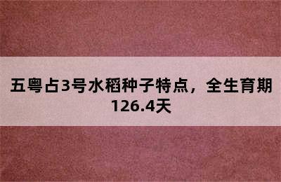 五粤占3号水稻种子特点，全生育期126.4天
