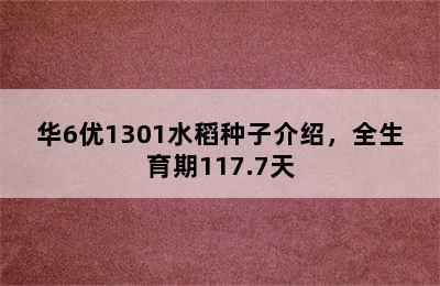 华6优1301水稻种子介绍，全生育期117.7天