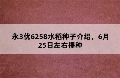 永3优6258水稻种子介绍，6月25日左右播种