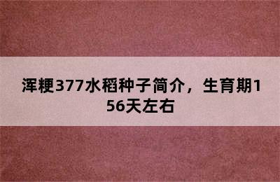 浑粳377水稻种子简介，生育期156天左右