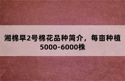 湘棉早2号棉花品种简介，每亩种植5000-6000株