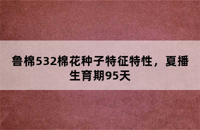 鲁棉532棉花种子特征特性，夏播生育期95天